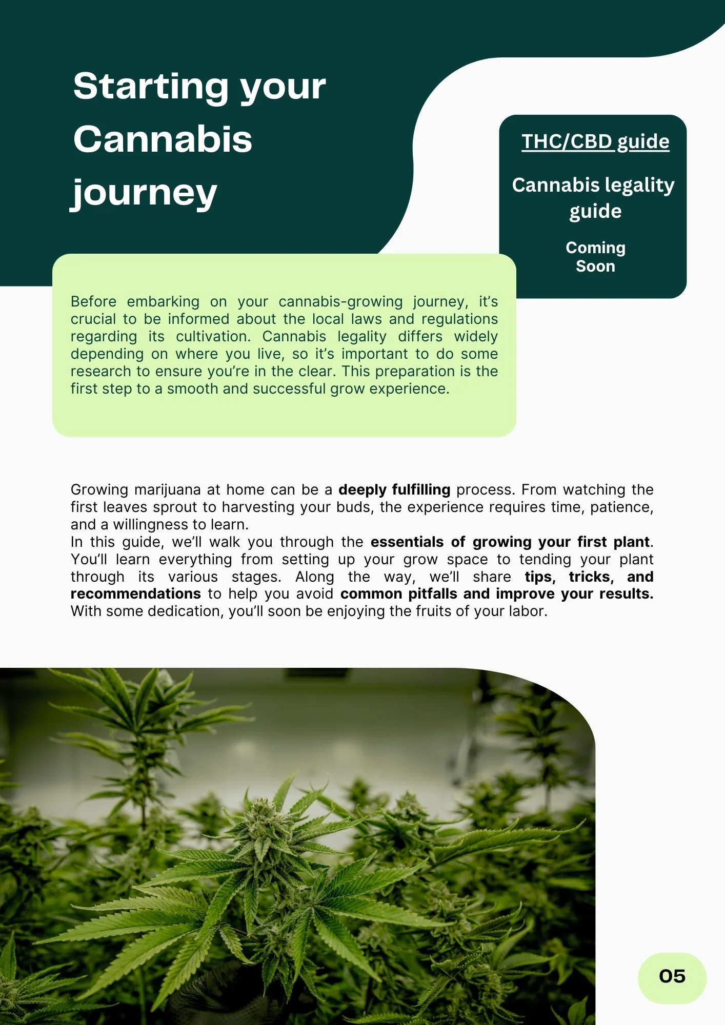 How to Grow Cannabis | Cannabis Grow Guide - Image 4